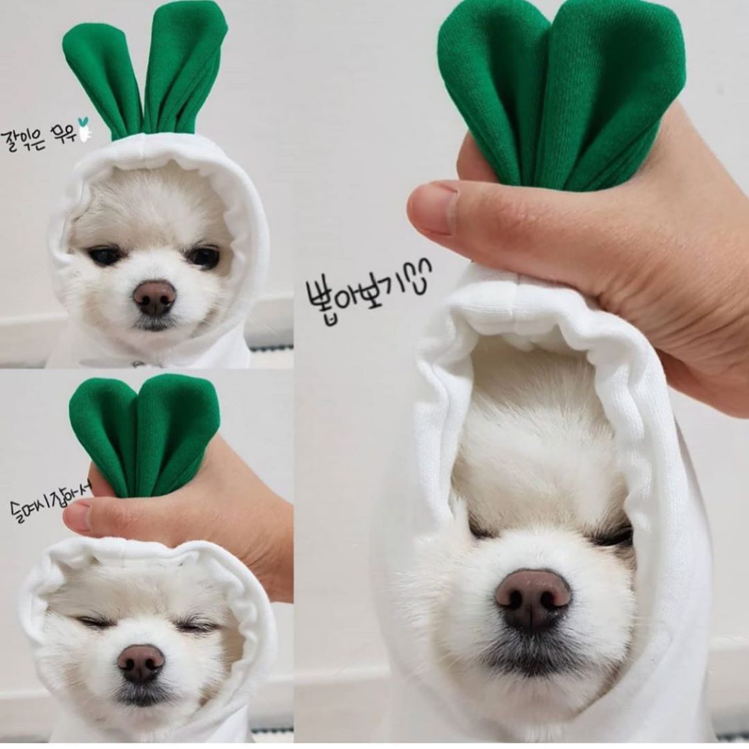Cute Fruit Dog Hoodie Sweater — 7 Styles, Sizes XS–2XL