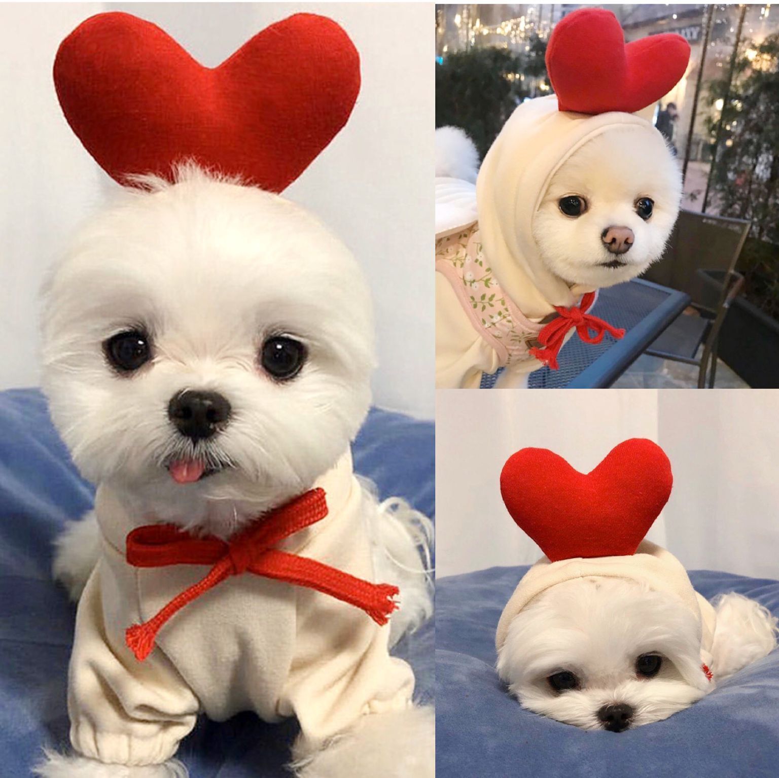 Cute Fruit Dog Hoodie Sweater — 7 Styles, Sizes XS–2XL