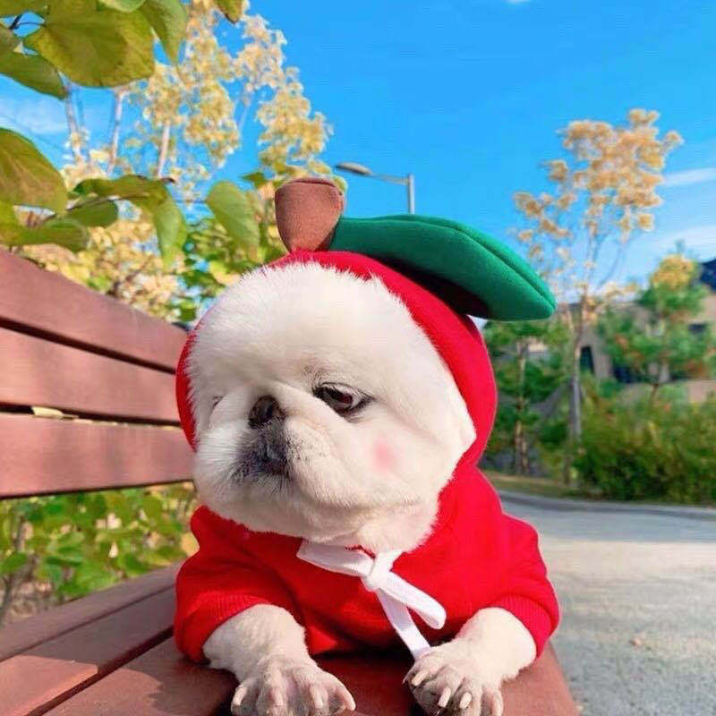 Cute Fruit Dog Hoodie Sweater — 7 Styles, Sizes XS–2XL