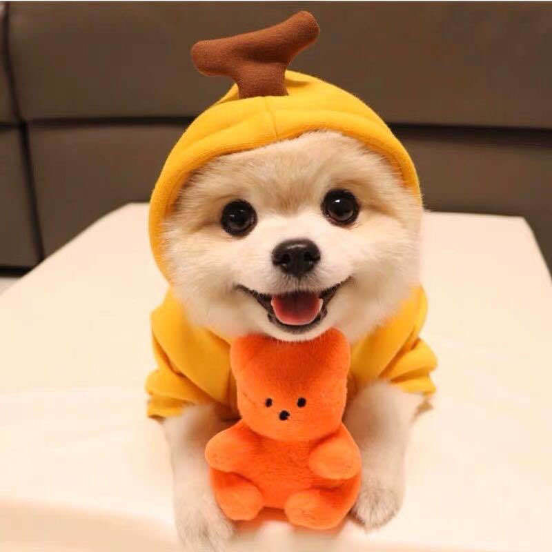 Cute Fruit Dog Hoodie Sweater — 7 Styles, Sizes XS–2XL