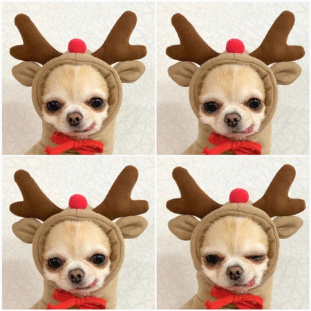 Cute Fruit Dog Hoodie Sweater — 7 Styles, Sizes XS–2XL