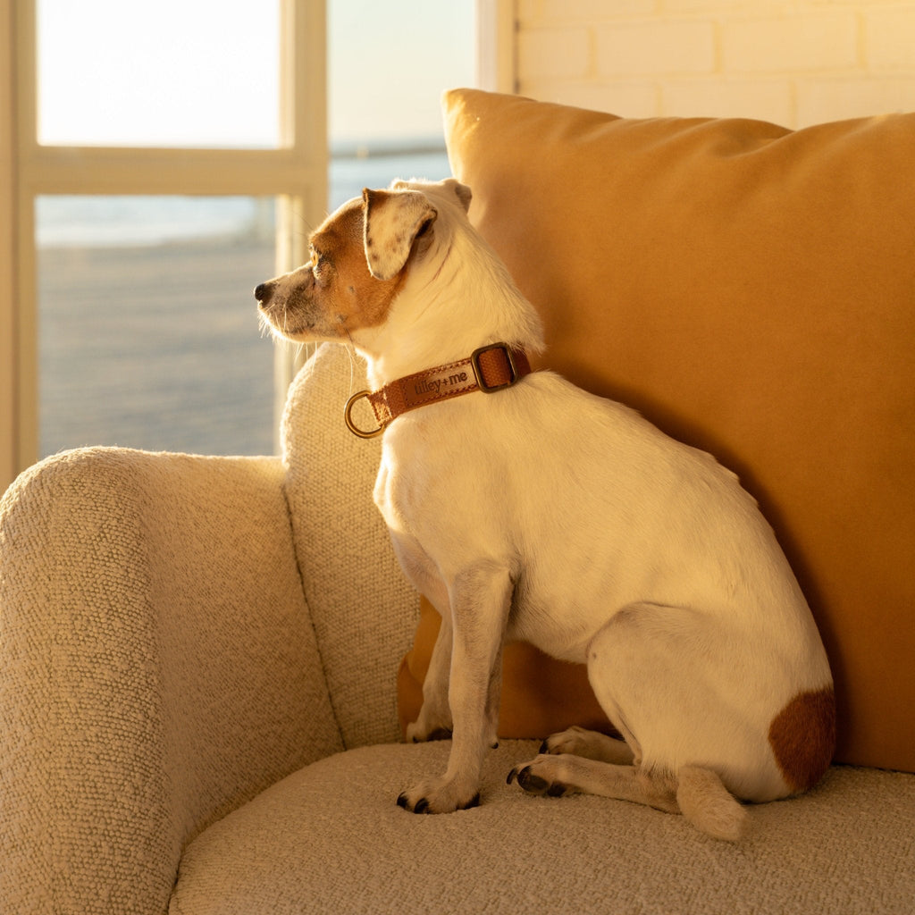 Tilley + Me Hemp Cotton Dog Collar – Durable, Adjustable, Soft – Joshua Tree