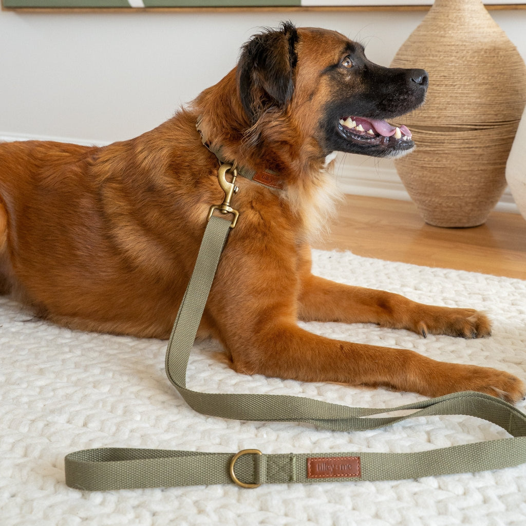 Tilley + Me Hemp Cotton Dog Collar – Durable, Adjustable, Soft – Joshua Tree