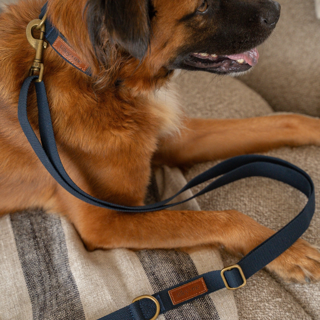 Tilley + Me Hemp Cotton Dog Collar – Durable, Adjustable, Soft – Joshua Tree