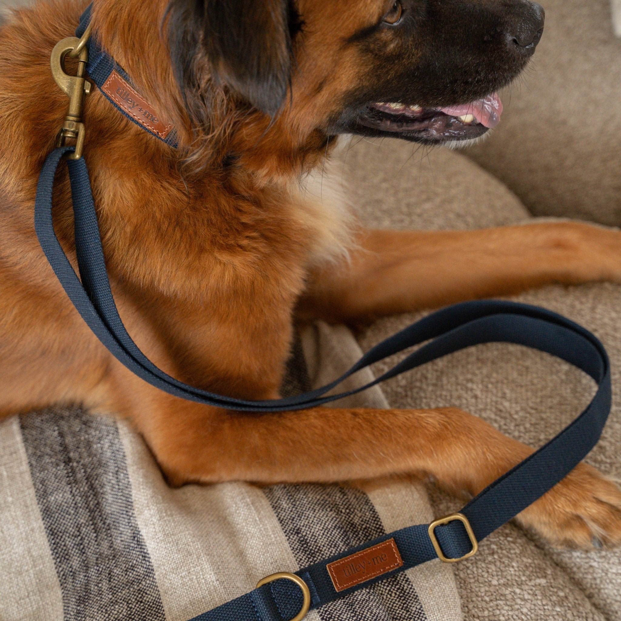 Tilley + Me Hemp Cotton Dog Collar – Durable, Adjustable, Soft – Joshua Tree