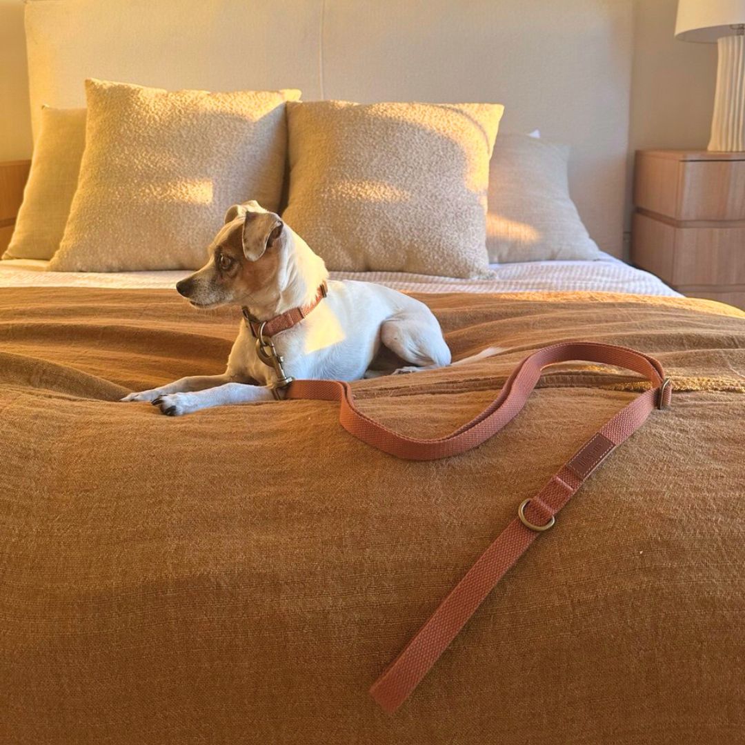 Tilley + Me Hemp Cotton Dog Collar – Durable, Adjustable, Soft – Joshua Tree