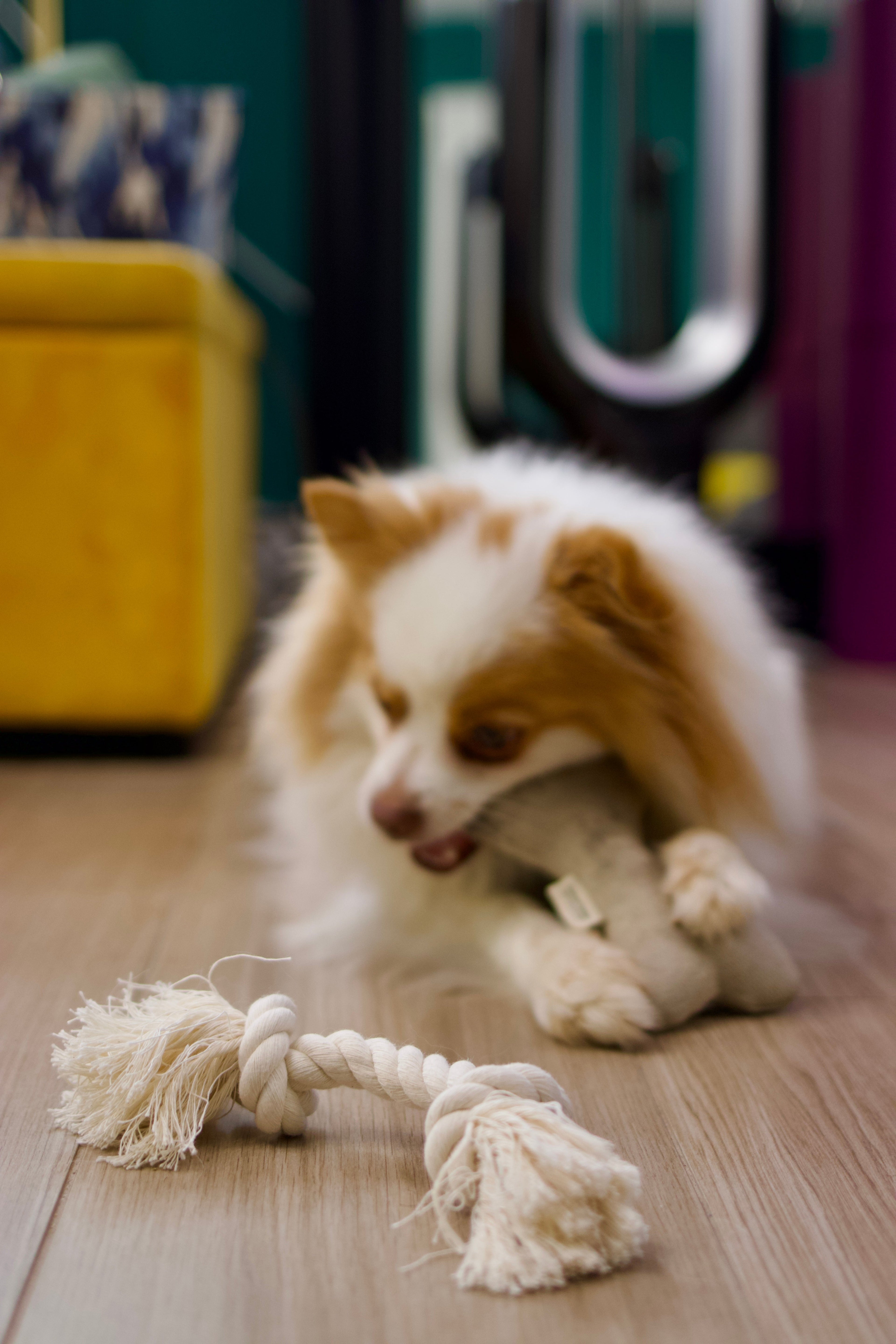 Natural Dog Toy Bundle for Cuddles, Fetch and Tugging - Small to Large Dogs Options | Boba & Vespa