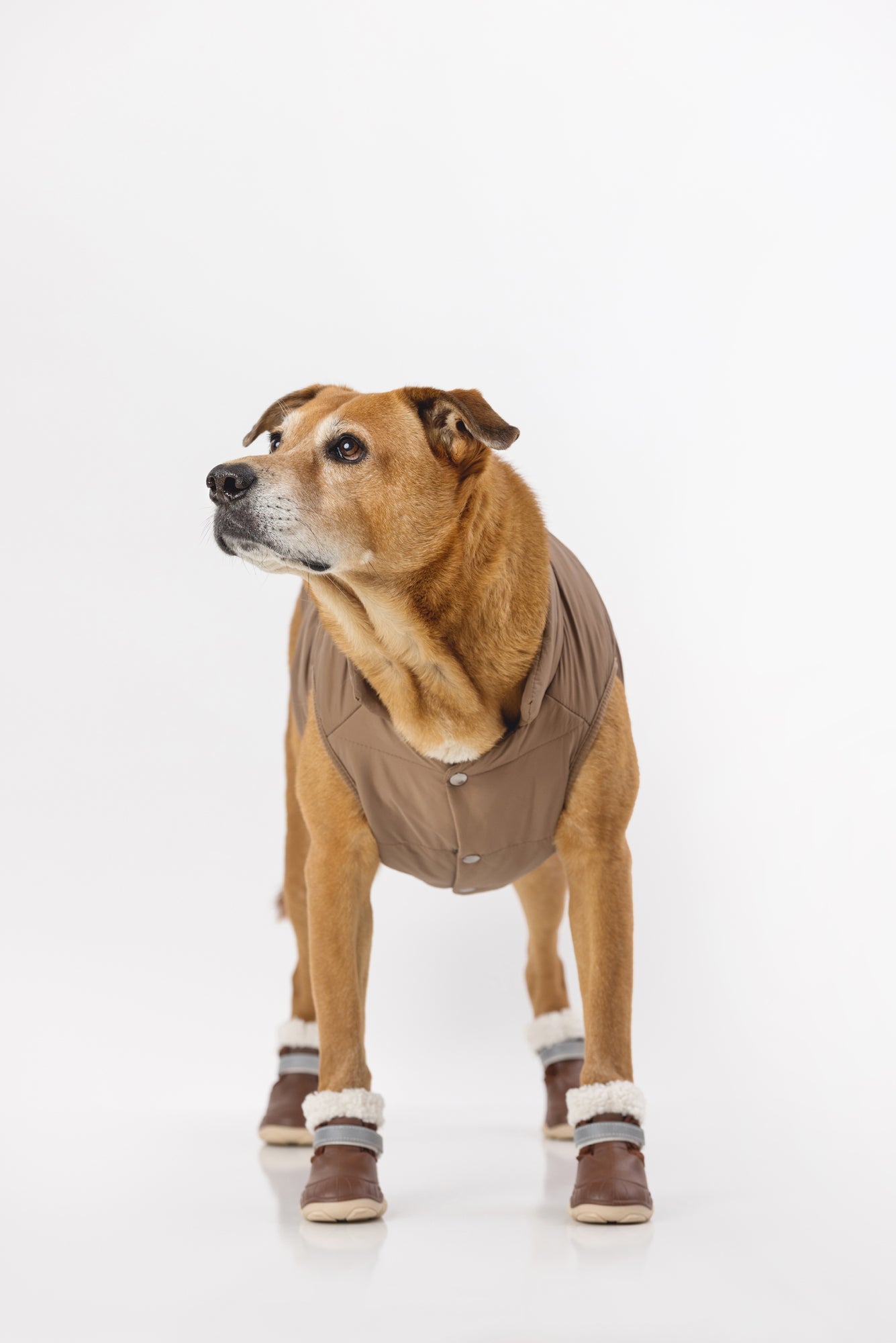 The Stassi- Dog Snow Boots