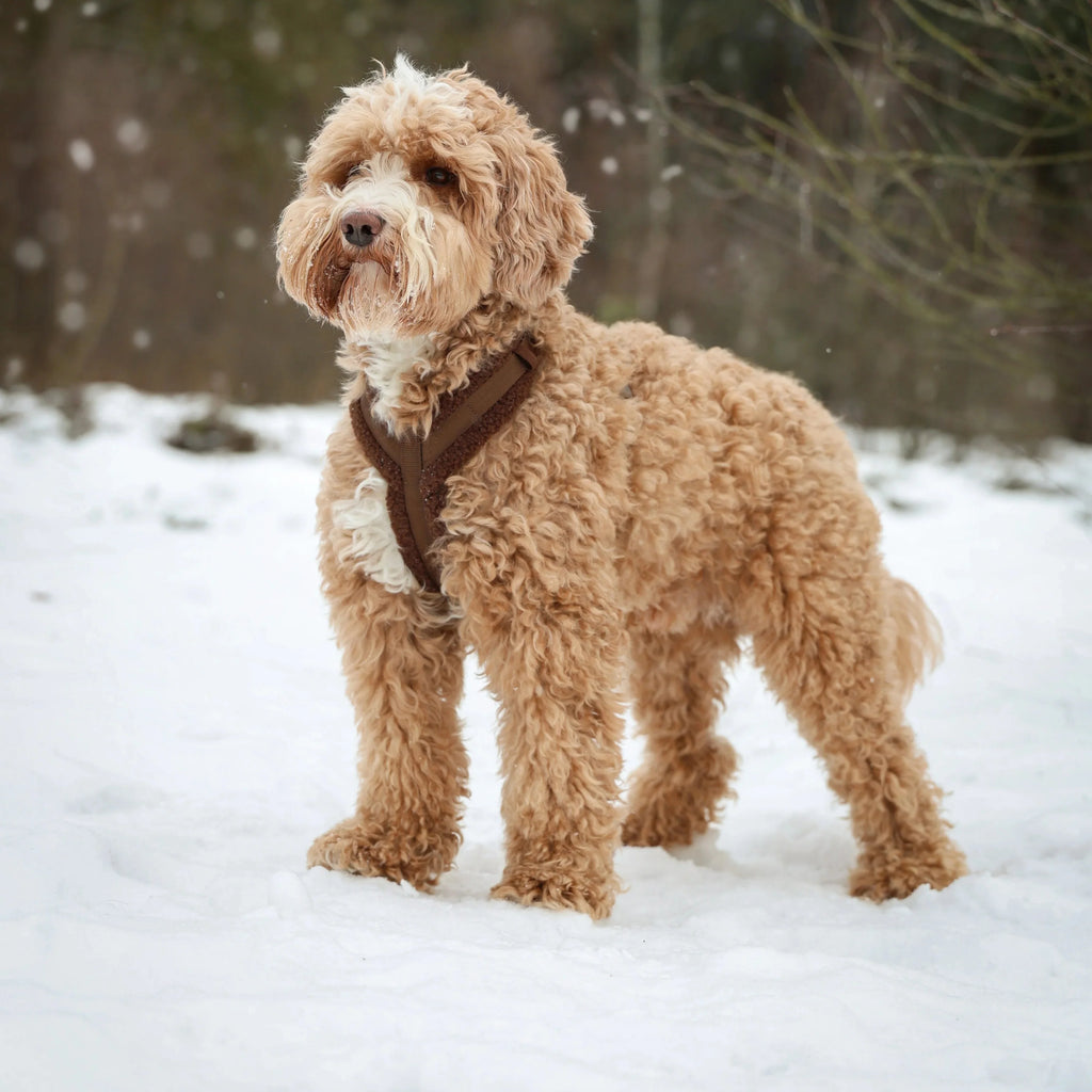 'Brown' - Sherpa Dog Harness