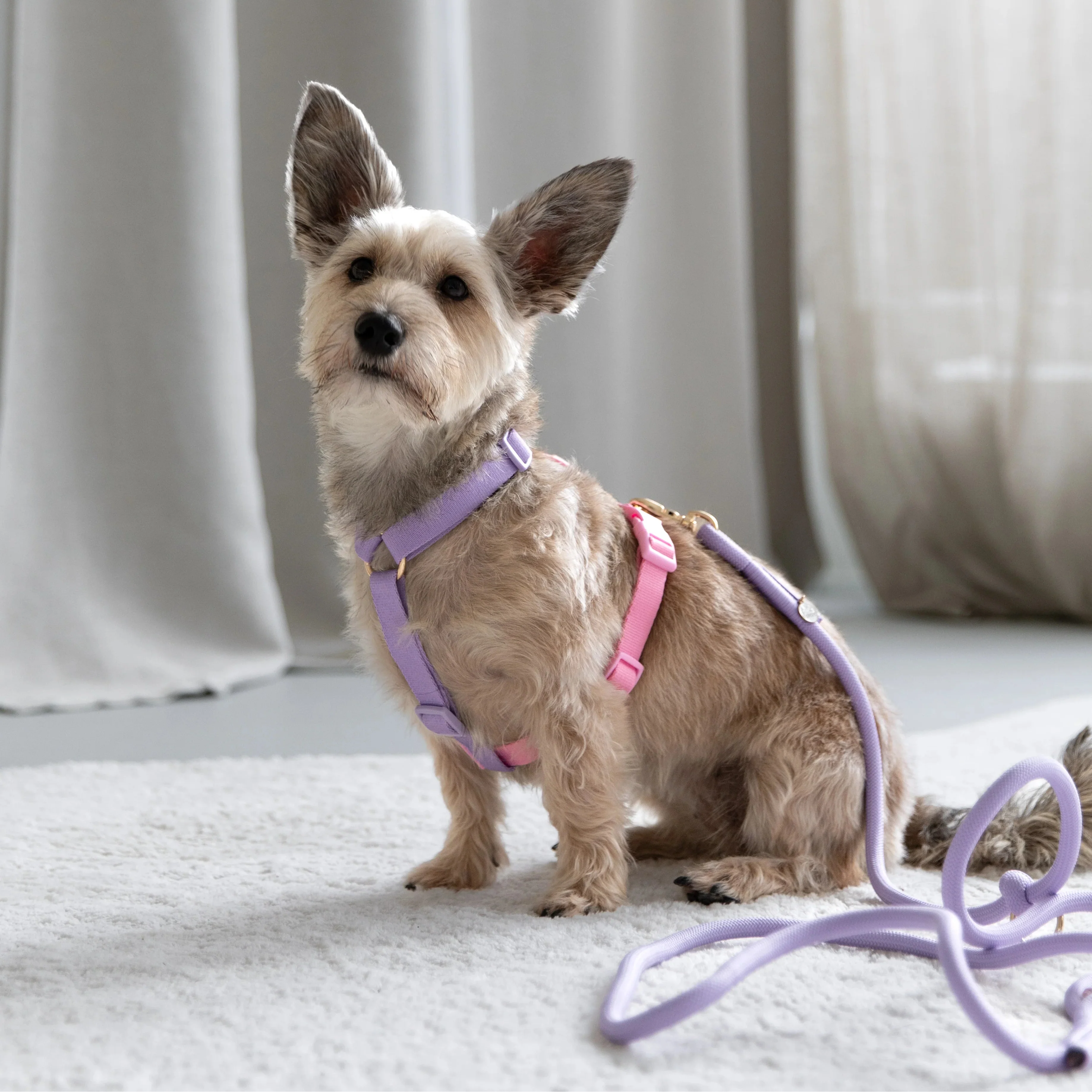 Lavender and Pink - Dog Harness