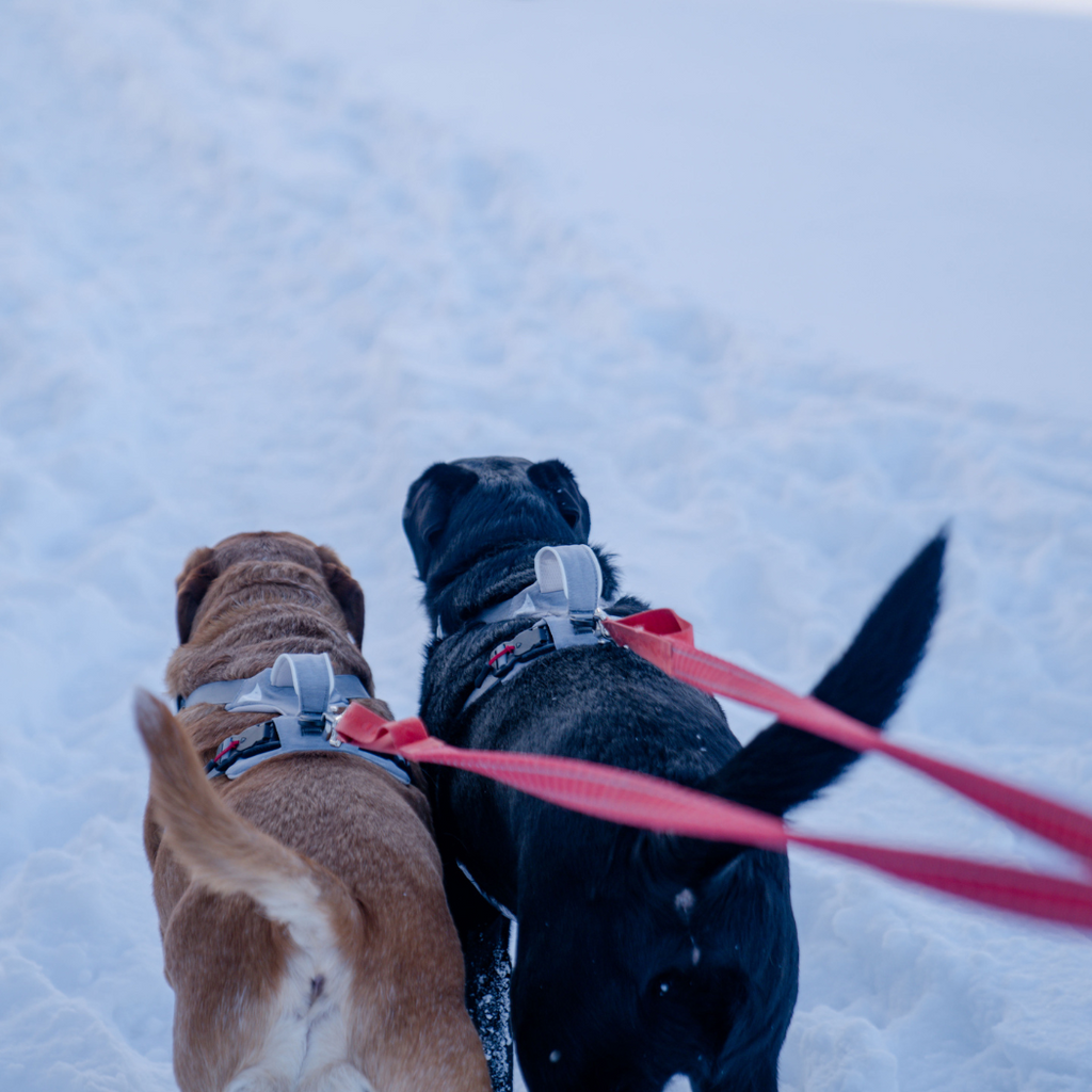 Magnetic Dog Harness with Handle - Easy On, No-Pull Design