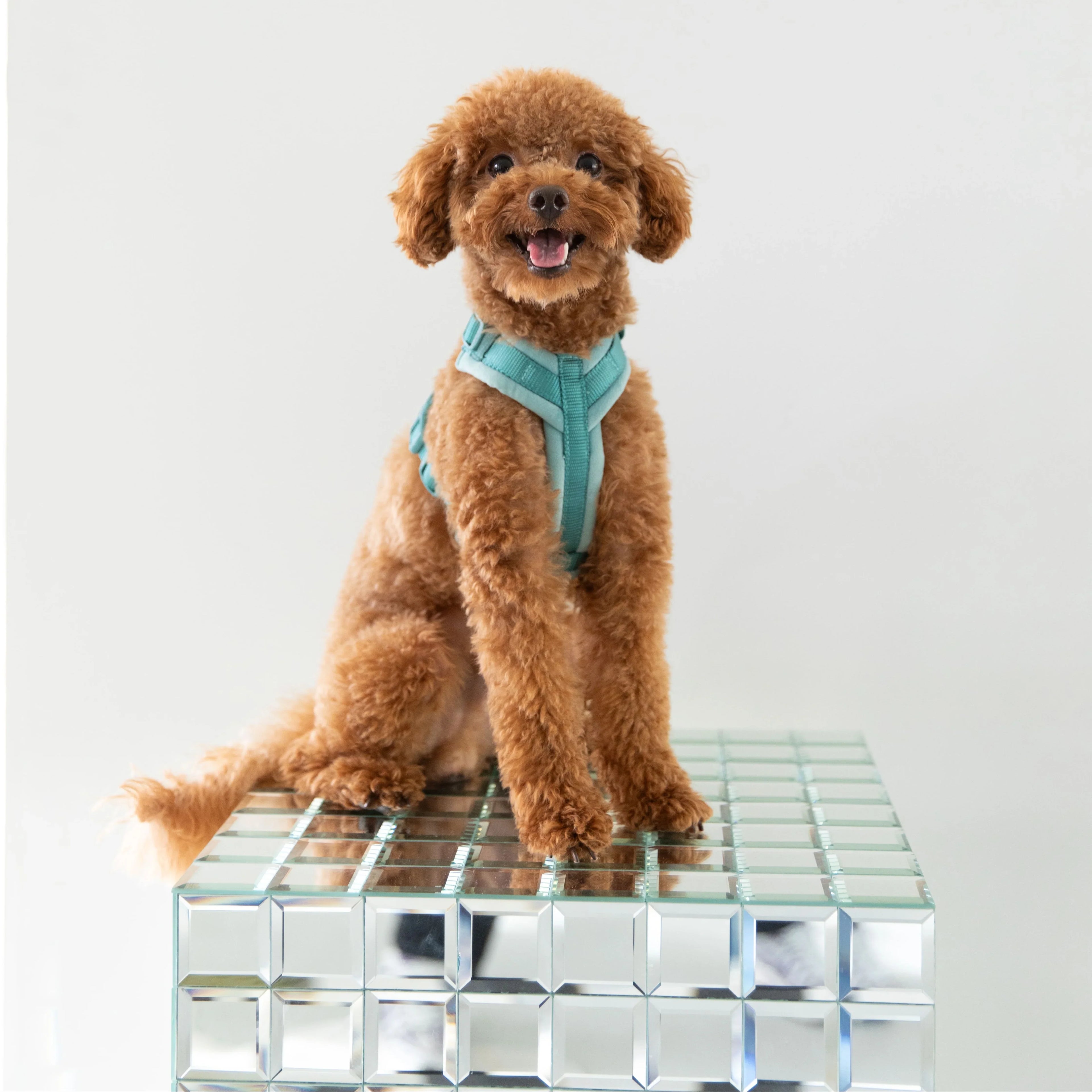 Lilac - Velvet Dog Harness